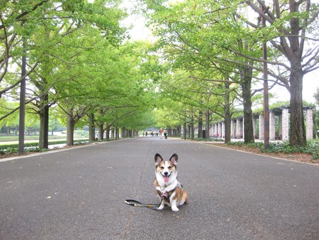 昭和記念公園のコスモス　①_f0155118_95435.jpg