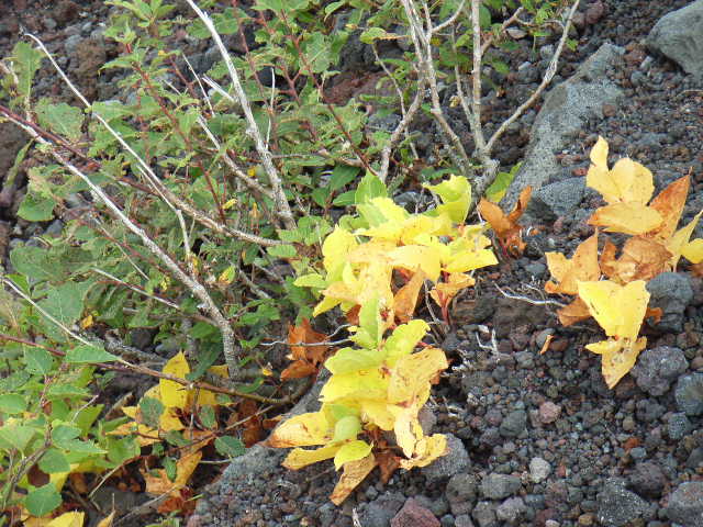 e0177824_23115625.jpg
