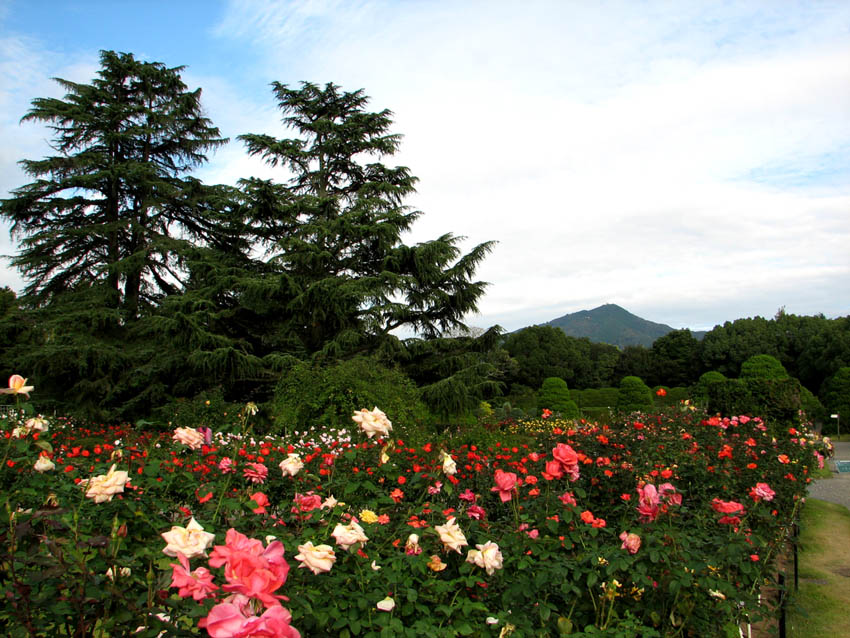 青空の下ピクニック(2011.10.25)_b0080027_15571571.jpg