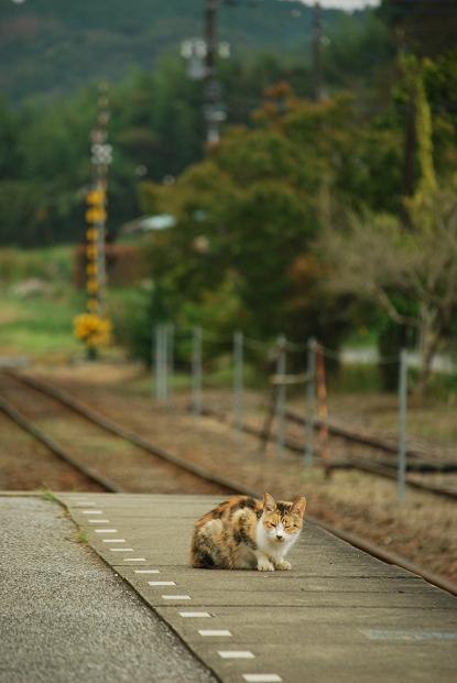 小湊鉄道　養老渓谷駅　その１_d0085228_20585022.jpg