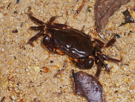 見たまんまの名前 ムラサキサワガニ : くま次郎の”やんばる日記”