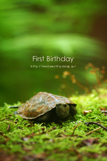 一歳のお誕生日。_d0124248_20403670.jpg