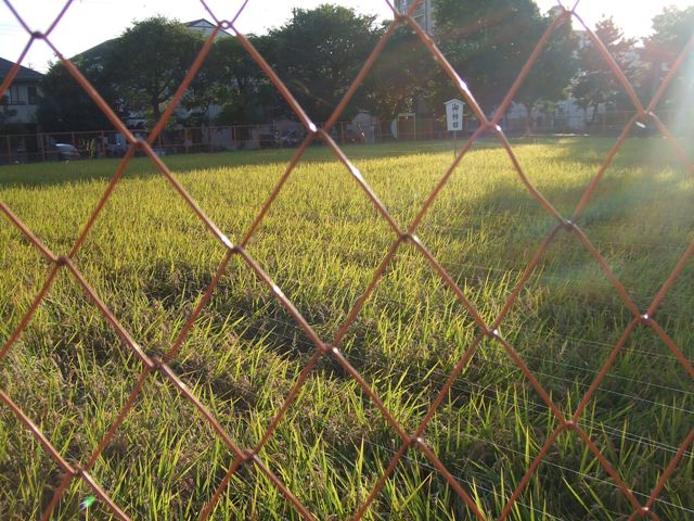 The Rice Field in Sumiyoshi Grand Shrine Update_e0046748_2383175.jpg