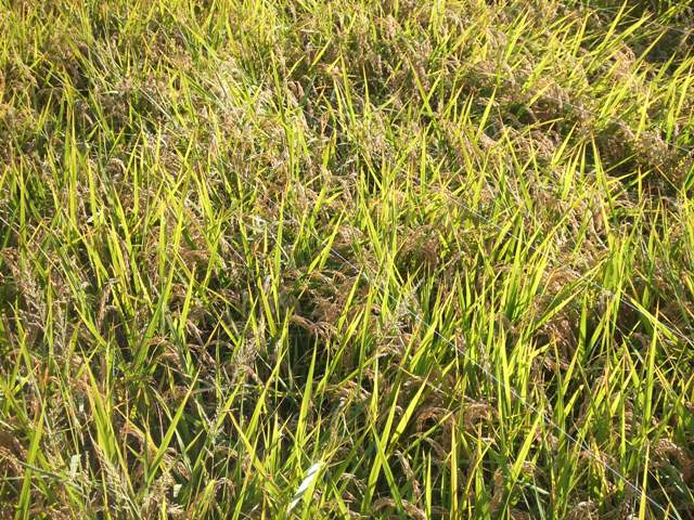 The Rice Field in Sumiyoshi Grand Shrine Update_e0046748_2385496.jpg