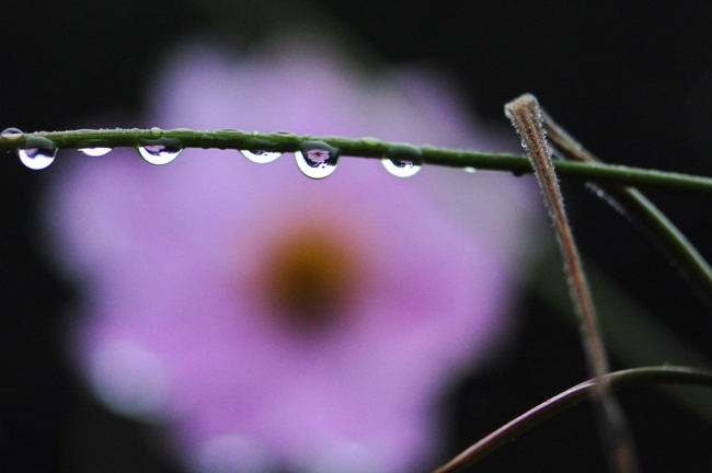 雨降りの庭_d0094150_20272558.jpg