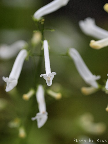 白花秋丁字（シロバナアキチョウジ）_a0067758_20291961.jpg