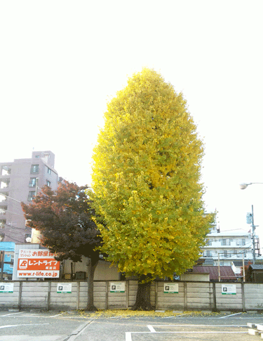 b0101263_14372578.gif