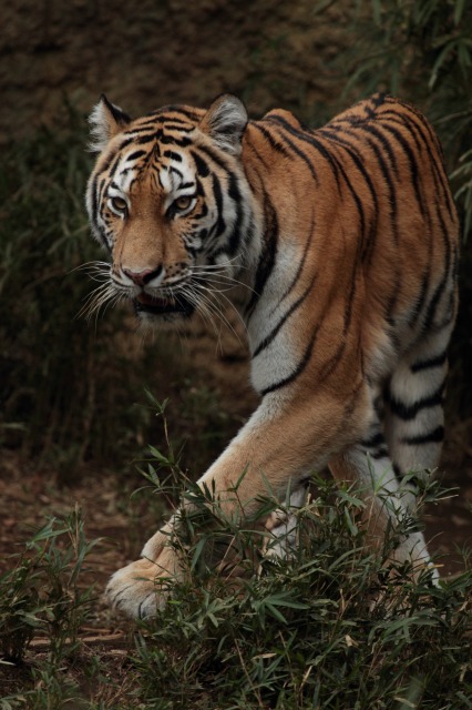 a0188771_8163947.jpg