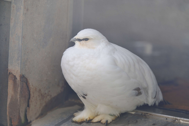 茶臼山動物園　その３_c0197772_5505136.jpg