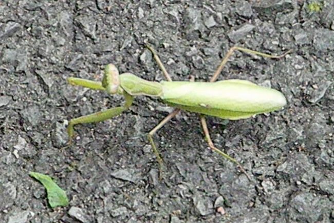 カマキリ 黄金絹毛鼠 コガネキヌゲネズミ