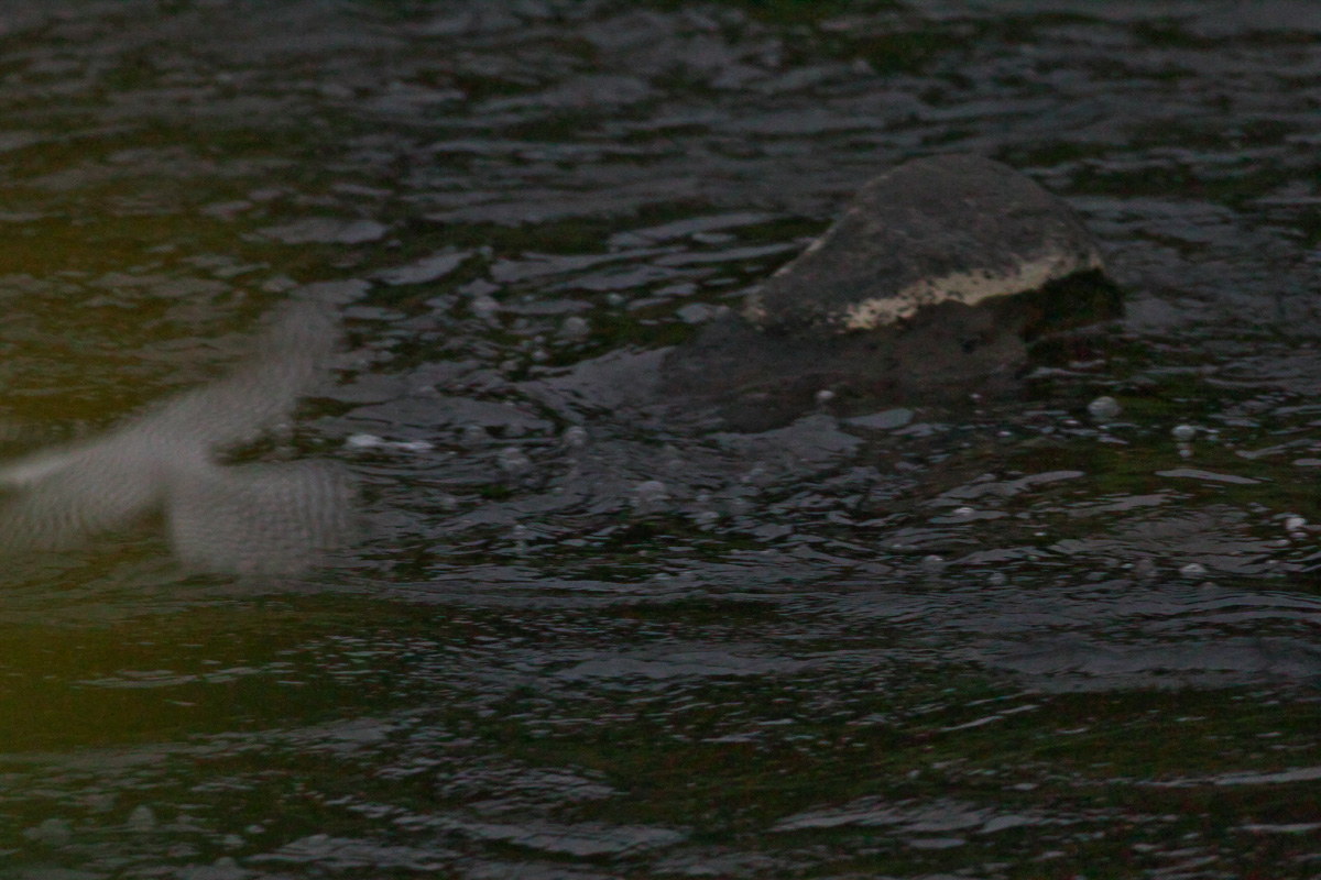 b0180476_1315165.jpg