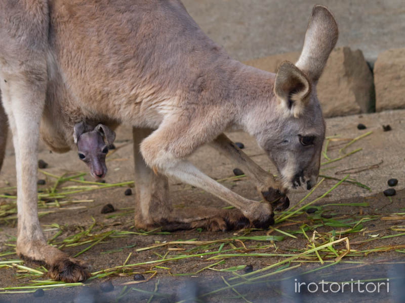 多摩動物園の野鳥　ハシブトガラス　　2011/10/24　_d0146592_23485773.jpg