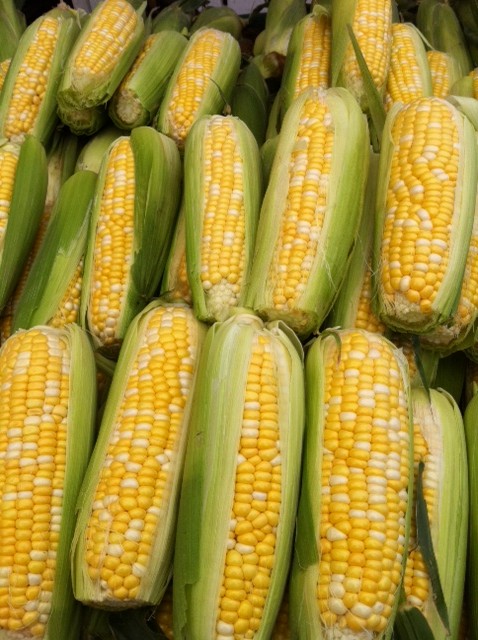 e0161692_959895.jpg