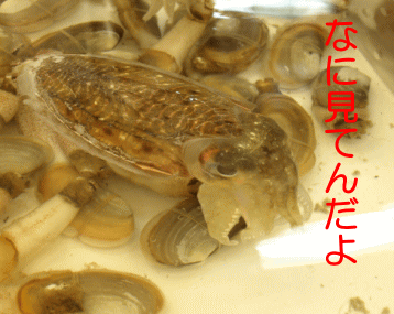 小さな島へ-長州島_f0153497_1862719.gif