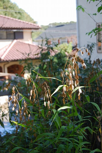 c0124100_2343356.jpg