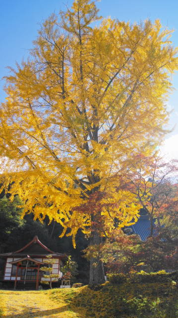 安曇野の紅葉　長福寺の大イチョウと大峰高原の大カエデその後_f0233414_20422631.jpg