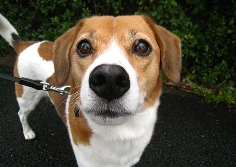 イヒッ チョビりくに癒される毎日