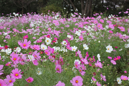 昭和記念公園のコスモス ②_f0155118_7371536.jpg