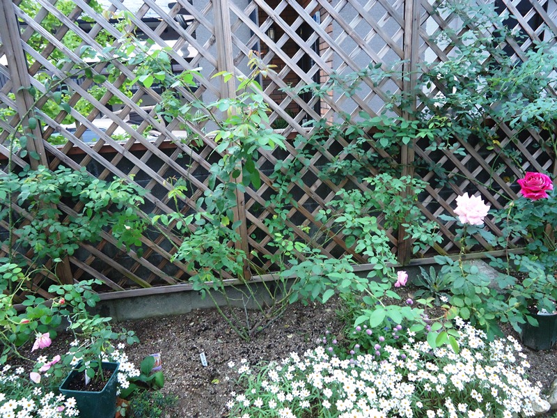 d0096422_924029.jpg