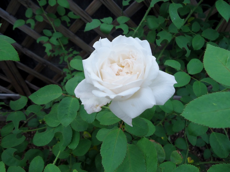 d0096422_993175.jpg