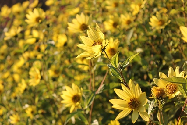 ローセンダール庭園　－　Rosendals Trädgård_e0250023_8273934.jpg