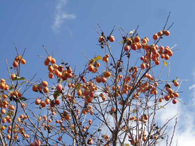 e0234924_1171451.jpg