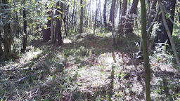 f0161535_19511311.jpg