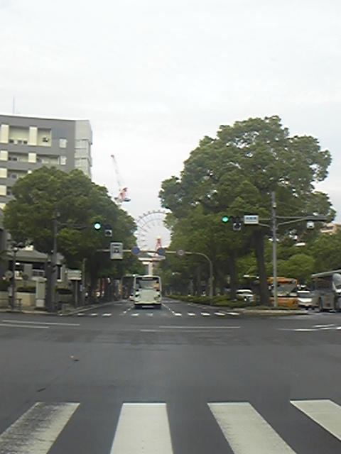 ナポリ通りの楠の並木 鹿児島から 株 モリ不動産鑑定事務所です 099 250 2178