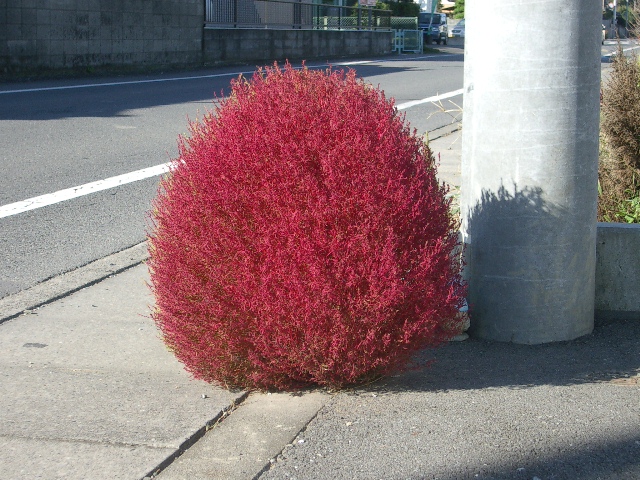 無事紅葉_a0155844_1810378.jpg