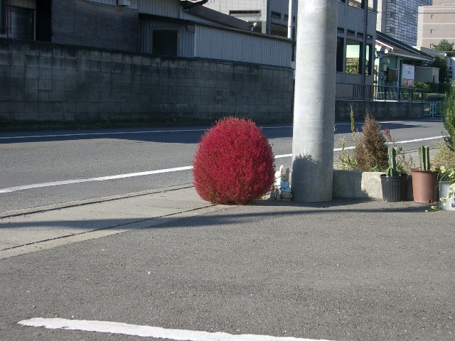 無事紅葉_a0155844_1812059.jpg