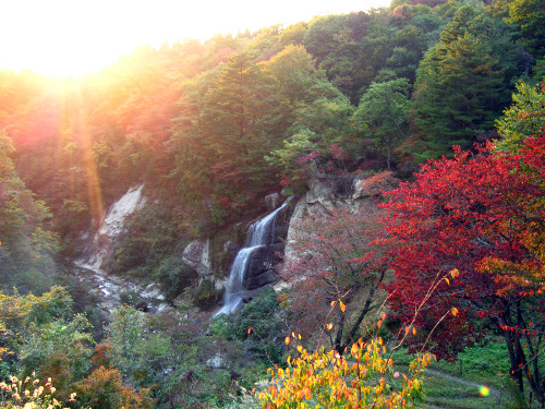 面白山高原駅前 紅葉川渓谷 山形県 その4 963 77 面白山高原駅前 紅葉川渓谷 山形県 その4 963 77