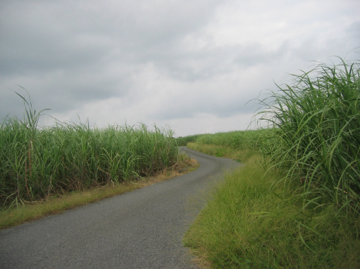 奄美大島に行ってきました。_b0072051_13382798.jpg