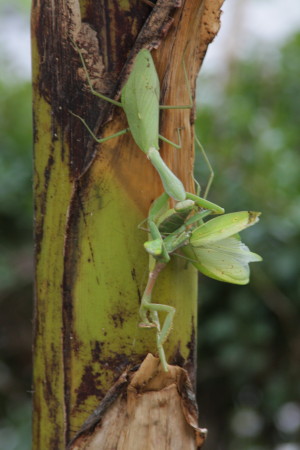 カマキリがすごいことになっています！_c0074553_17421659.jpg