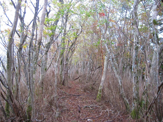 2011.10.24～25　不入山～権田山～平家平ビバーク縦走_c0219866_11544014.jpg