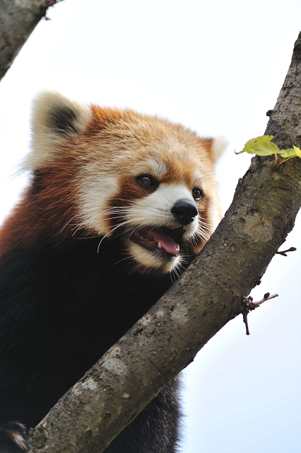 茶臼山動物園　その４_c0197772_5323717.jpg