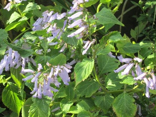 b0214473_2055325.jpg