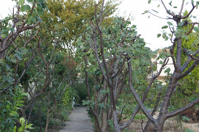 e0181373_19263947.jpg