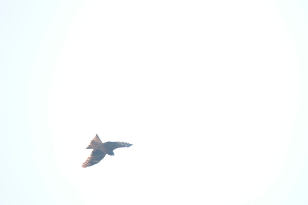 c0203584_2140206.jpg