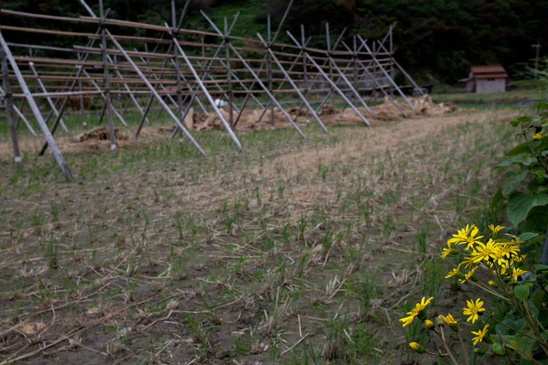 つわブキの花が咲くころ_c0193289_22241289.gif