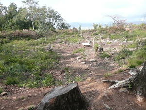 c0093196_11144286.gif