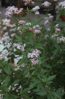 a0123003_23155082.jpg