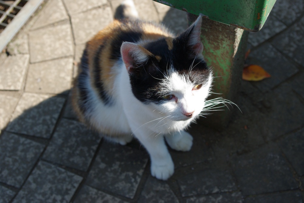 写真まとめ_f0138807_1253414.jpg