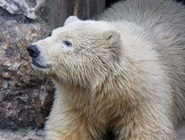 ホッキョクグマ飼育経験のないロシア・ペンザ動物園が飼育準備を開始 ~ 「親和性」、「運」とは?_a0151913_0304286.jpg
