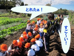 10月26日(年中 さつまいも掘り)_d0091723_17532713.jpg