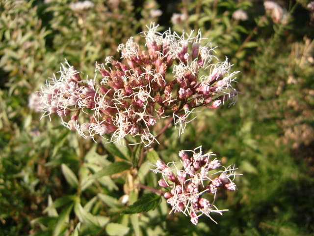 e0234924_10135623.jpg