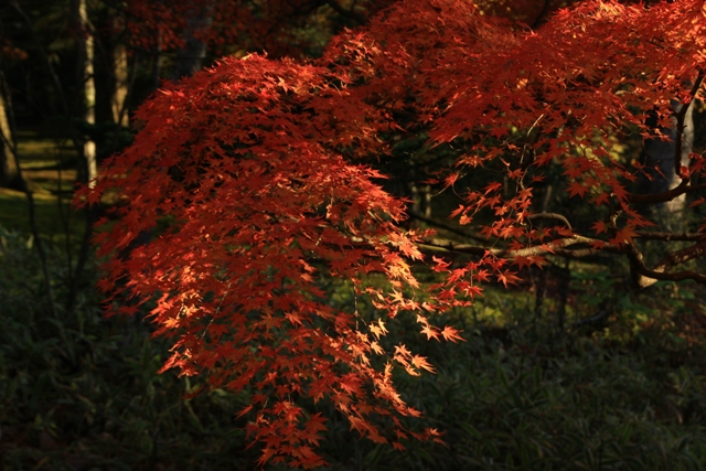 紅葉の撮影会～_a0205834_2211059.jpg