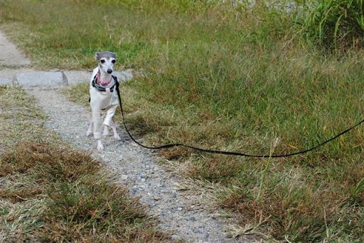 寒くなりましたので犬も足ツボ_d0158839_16484.jpg