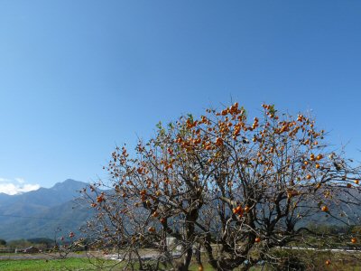 八反歩堰_f0019247_0243952.jpg