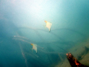 e0096370_16224522.jpg