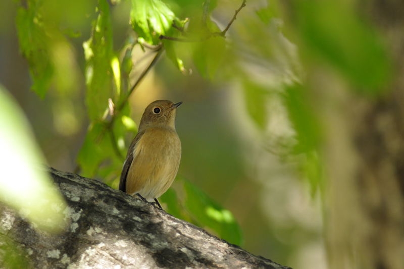 ジョウビタキ_f0053272_15201479.jpg